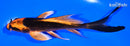 5.5" ORENJI MATSUBA BUTTERFLY