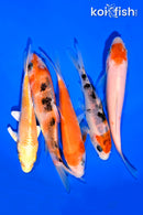 PACK OF (5) 4-5" STANDARD KOI