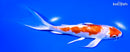 7.25" KIKUSUI BUTTERFLY