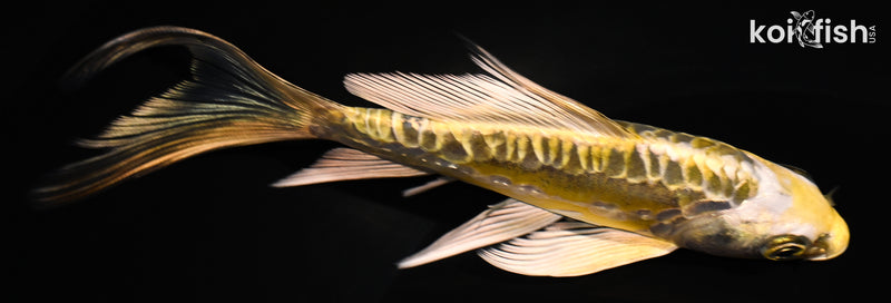 5.75" ARAGOKE KIN KIKOKURYU BUTTERFLY
