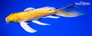 10.25" YAMABUKI OGON BUTTERFLY