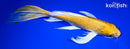 10.25" YAMABUKI OGON BUTTERFLY