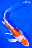 7.25" KIKUSUI BUTTERFLY