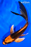 5.5" ORENJI MATSUBA BUTTERFLY