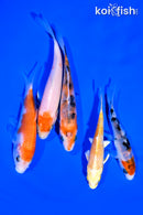 PACK OF (5) 4-5" STANDARD KOI