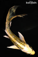 5.75" ARAGOKE KIN KIKOKURYU BUTTERFLY