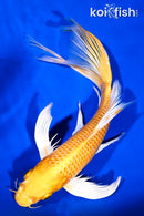 10.25" YAMABUKI OGON BUTTERFLY