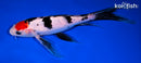 9.25" TANCHO SANKE BUTTERFLY