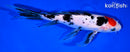9.25" TANCHO SANKE BUTTERFLY