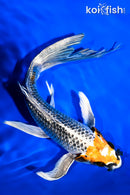7.5" BENI GINGA BUTTERFLY