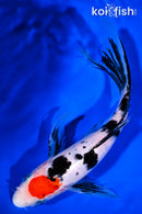 9.25" TANCHO SANKE BUTTERFLY