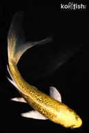 5.5" GINRIN KI MATSUBA BUTTERFLY