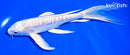 7.5" DOITSU PLATINUM OGON BUTTERFLY