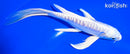 7.5" DOITSU PLATINUM OGON BUTTERFLY