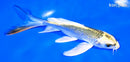 5.5" GINRIN KI MATSUBA BUTTERFLY