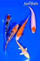 PACK OF (5) 4-5" STANDARD KOI
