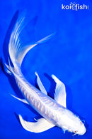 7.5" DOITSU PLATINUM OGON BUTTERFLY