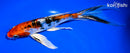 7.75" ARAGOKE HEISEI NISHIKI BUTTEFLY