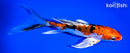 7.75" ARAGOKE HEISEI NISHIKI BUTTEFLY