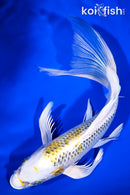10" KUJAKU BUTTERFLY