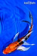 7.75" ARAGOKE HEISEI NISHIKI BUTTEFLY