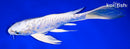 9.5" DOITSU PLATINUM OGON BUTTERFLY