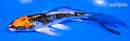 5.5" BENI KIKOKURYU BUTTERFLY