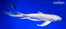 9.5" DOITSU PLATINUM OGON BUTTERFLY