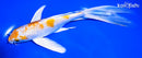 8" HARIWAKE BUTTERFLY