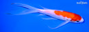 7" KOHAKU BUTTERFLY