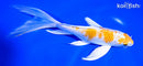 8" HARIWAKE BUTTERFLY