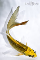 5.5" KI MATSUBA BUTTERFLY