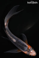 5.75" HI ASAGI BUTTERFLY