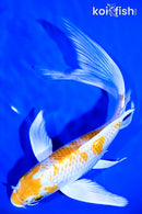 8" HARIWAKE BUTTERFLY