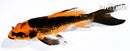 5.25" ORENJI MATSUBA BUTTERFLY