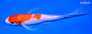 7" KOHAKU BUTTERFLY