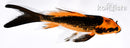 5.25" ORENJI MATSUBA BUTTERFLY