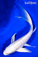 9.5" DOITSU PLATINUM OGON BUTTERFLY