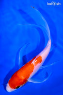 7" KOHAKU BUTTERFLY