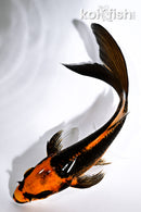 5.25" ORENJI MATSUBA BUTTERFLY