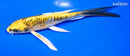 5.75" KIN KIKOKURYU BUTTERFLY