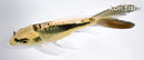 5" KIN KIKOKURYU BUTTERFLY