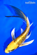5.75" KIN KIKOKURYU BUTTERFLY