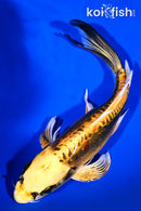 9" KIN KIKOKURYU BUTTERFLY