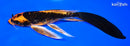 6.25" BENI KIKOKURYU BUTTERFLY
