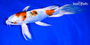 9" YAMATO NISHIKI BUTTERFLY
