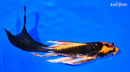 6.25" BENI KIKOKURYU BUTTERFLY