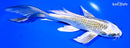 6.75" KUJAKU BUTTERFLY