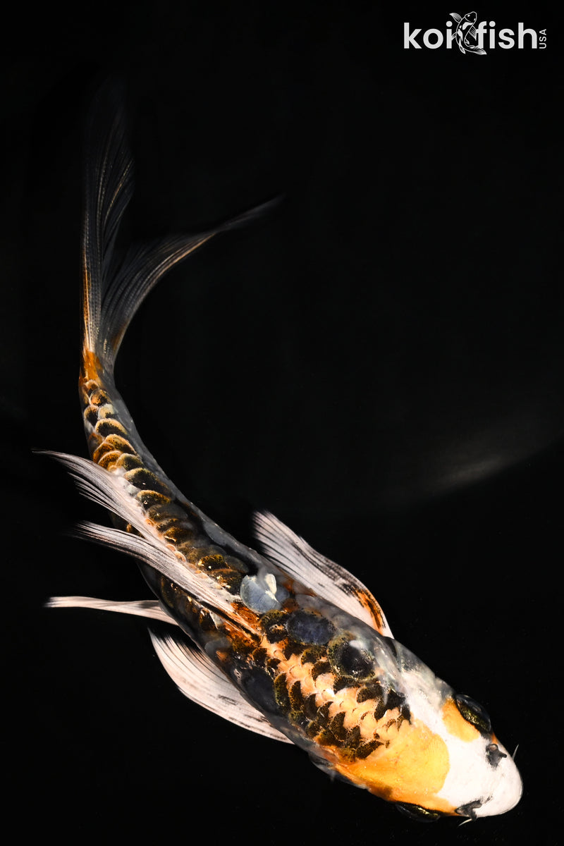 5.5" ARAGOKE BENI KIKOKURYU BUTTERFLY