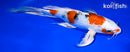 9" YAMATO NISHIKI BUTTERFLY